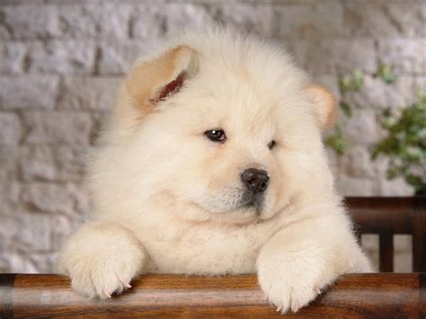 Chow Chow Breed Guide Learn About The Chow Chow