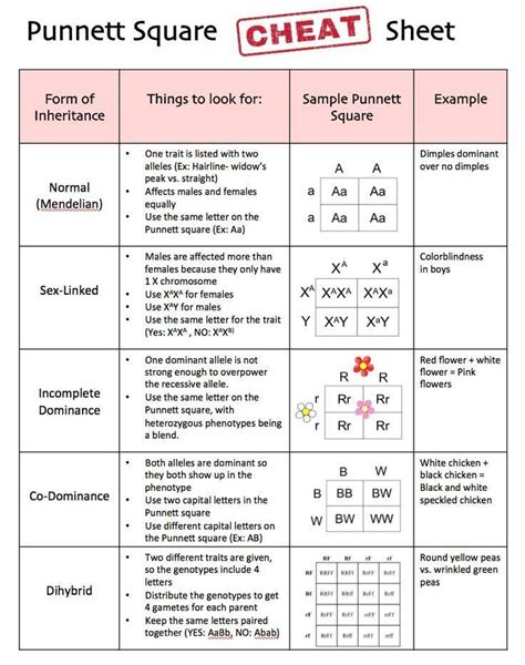 Use this to review various types of mutations. Dna Mutations Practice Worksheet Answer Key Pdf - worksheet