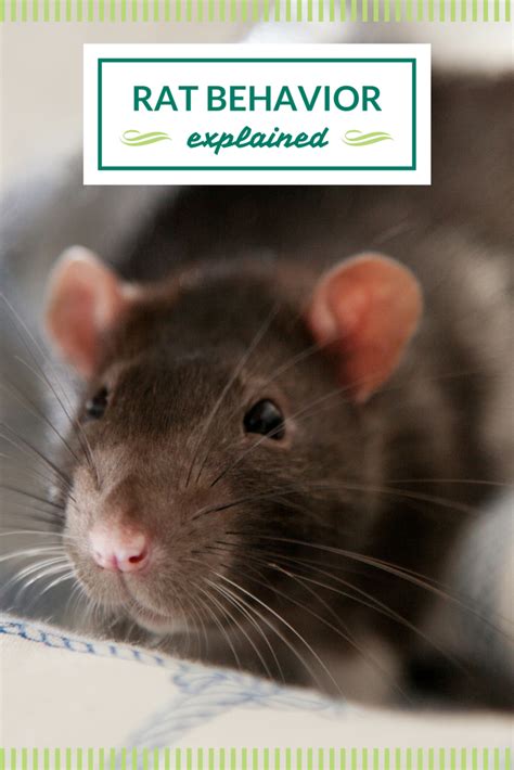 Learn how to choose your pet rat, the proper way rat behavior and temperament. What are some common rat behaviors? Find out here! | Pet ...