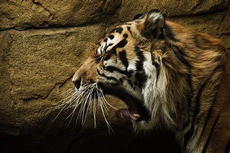 Roaring Tiger Wallpaper Hd