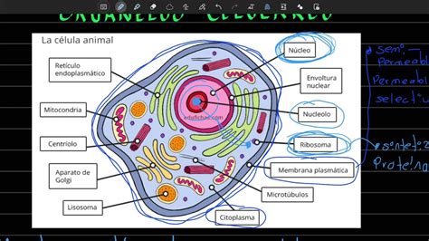 Organelos Celulares Y Sus Funciones Parte 1 Preguntas Tipo Examen