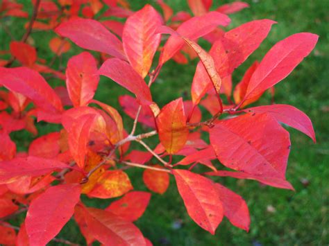 While tupelo is derived from the creek indian name for the tree (ito opilwa), which means swamp tree. Garden Housecalls - Black gum 'Wildfire'