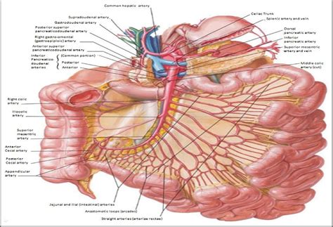 Variation In Morphology And Branching Pattern Of Superior Mesenteric