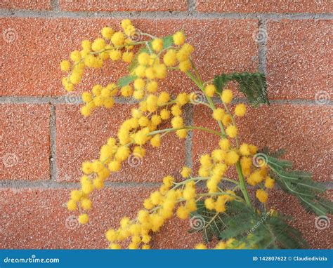 Yellow Mimosa Flower Stock Photo Image Of Eight Plants 142807622