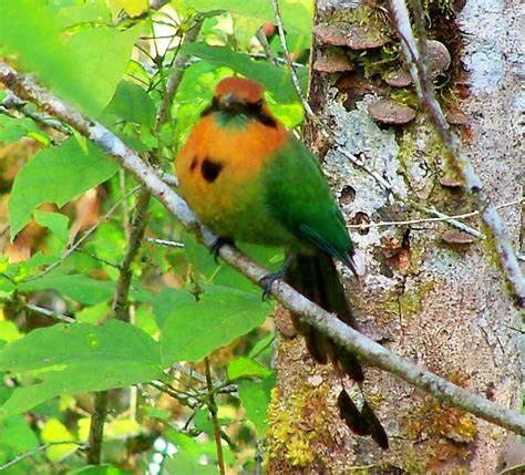 Jungle And Rainforest Art Of Costa Rica Rainforest Birds At Arenal