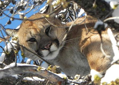 Conservation Officers Monitoring Cougar Sightings In Charlie Lake