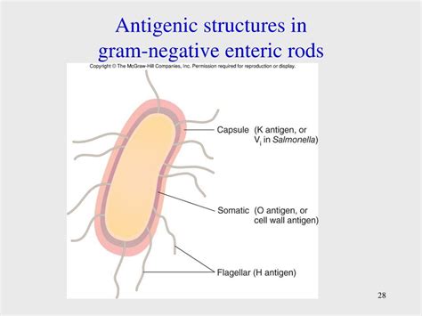 Ppt Aerobic Gram Negative Nonenteric Bacilli Powerpoint Presentation