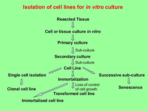 2 subculturing transfer of cells from spent up media to fresh media. Introduction to cell culture techniques