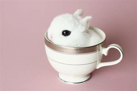 Bunny In A Teacup Cute Little Animals Cute Funny Animals Cute Babies