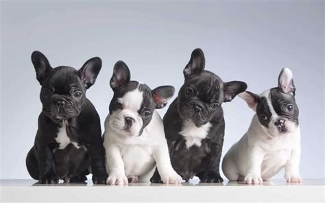 How Do French Bulldogs Have Puppies