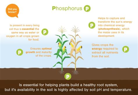 Importance Of Phosphorus To Crops Tcnloop