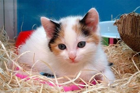 Cutest Calico Kitten Ever Kittens Cutest Pretty Cats Cute Cats And Kittens