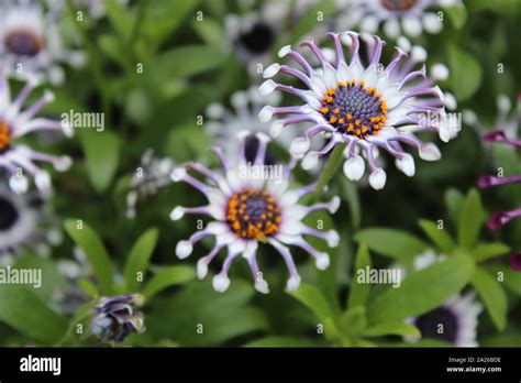 White Purple African Daisy Flower Hi Res Stock Photography And Images