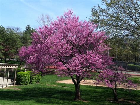 Japanese Dogwood Trees Pictures Yahoo Search Results Dogwood Trees