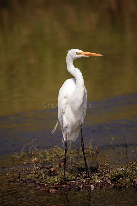Wading Great White Egret Ardea Alba Wading Bird Stock Image Image Of