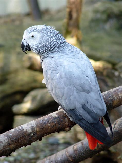 Home » suara burung » download suara burung trucukan gacor ngerol panjang. Download Gambar Burung Peliharaan | Pickini