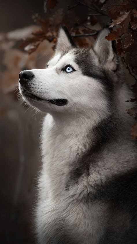 1080x1920 1080x1920 Siberian Husky Animals Dog Hd Snow For Iphone