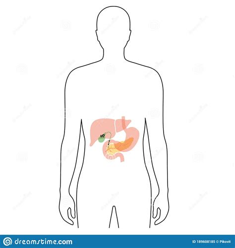 Rib cages are corpse parts that are used to obtain the base forms of part 7 stands. Pancreas, Duodenum And Gall Bladder Vector Illustration ...