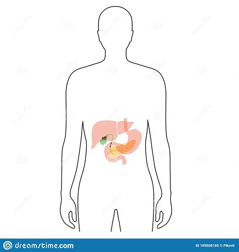 Located in the posterior abdomen, paravertebraly in the retro peritoneum. Pancreas, Duodenum And Gall Bladder Vector Illustration ...