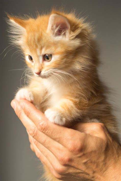 Browse our orange kittens images, graphics, and designs from +79.322 free vectors graphics. Free Stock Photo of Cute orange kitten Online | Download ...