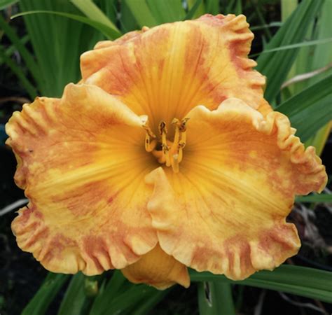 Hemerocallis Orange Nassau Farmyard Nurseries