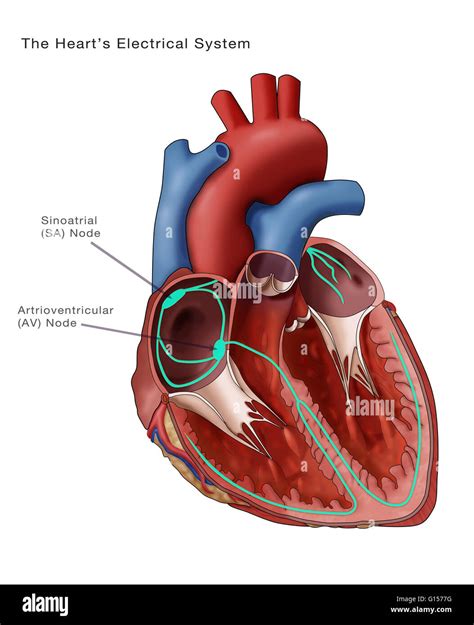 Illustration Depicting The Hearts Electrical System Annotated Are The