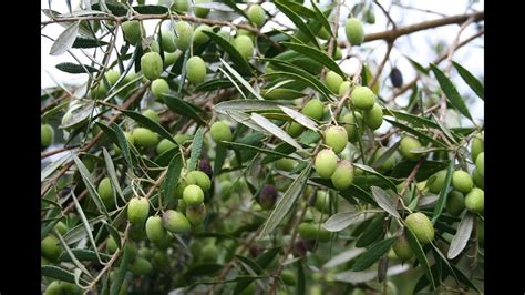 Letter Dlogo Olive Tree Flowers But No Fruit Texas Fruit And Nut