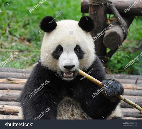 Giant Panda Bear Eating Bamboo Stock Photo 104333114 Shutterstock