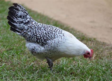 Check spelling or type a new query. 12 Greenfire Farms East Frisian Gull Day-Old Chicks: A Mix ...