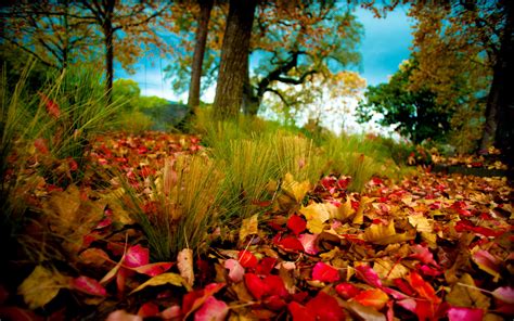 Autumn Leaves Wallpapers And Images Wallpapers Pictures