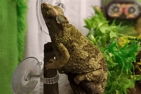 How Long Do Jackson Chameleons Live