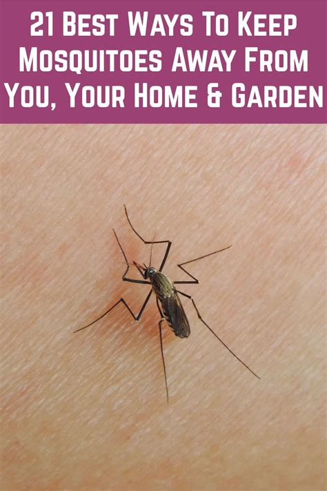 21 Best Ways To Keep Mosquitoes Away From You Your Home And Garden