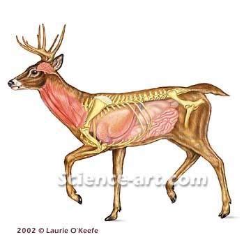 Just A Few Diagrams Of Deer Anatomy From Another Forum Deer Shot