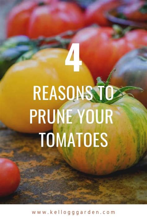What Is The Best Way To Prune Tomato Plants Tomato Suckers Tomato