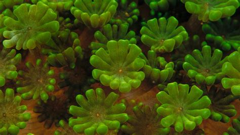 Coral Colony Detail Bing Wallpaper Download