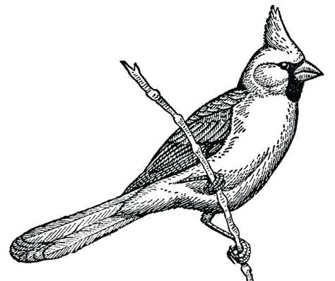 Cardinal Coloring Pages Preschool Check more at https ...