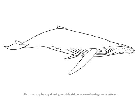 Download humpback whale images and photos. Learn How to Draw a Humpback Whale (Marine Mammals) Step ...