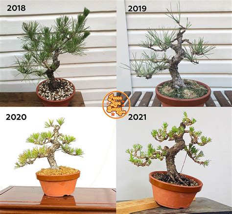 3 Year Bonsai Progression Shohin Japanese Black Pine