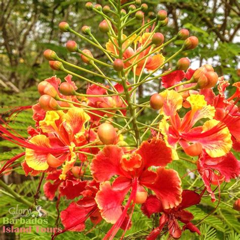 our national flower the pride of barbados it is bright vibrant and full of flair just like