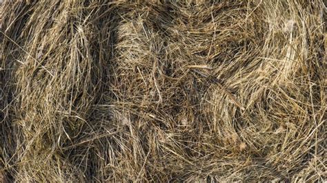 Dry Yellow Hay Grass Background Texture After Havest Stock Image
