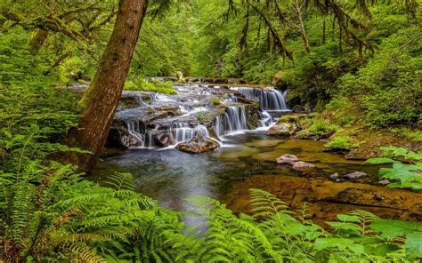 Sweet Creek Falls Waterfall In Oregon Usa Stream River Cascades Waterfall Forest Trees Fern