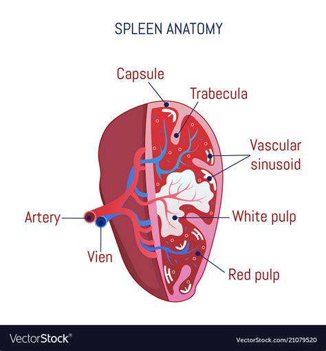 Spleen Milz Niere Ren Anatomie Lage Aufbau Und Funktion