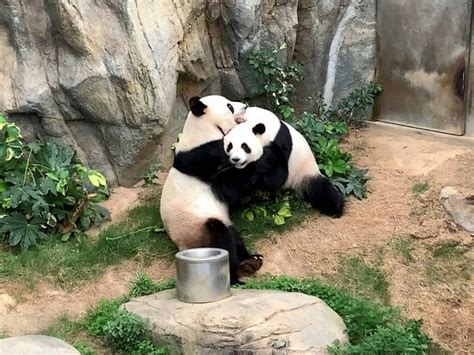 Pandas Use Lockdown Privacy To Mate After A Decade Of Trying