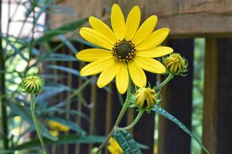 Using Georgia Native Plants Late Season Native Flowers