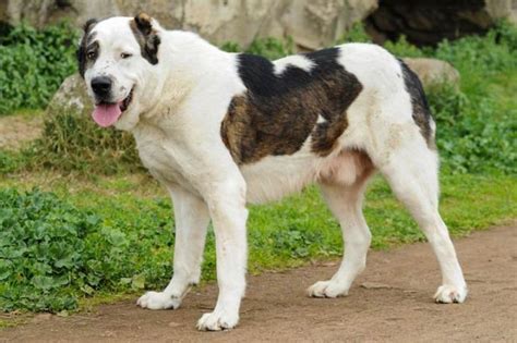 Summary Of The Alabai Dog The Most Beautiful Central Asian Shepherd Dog