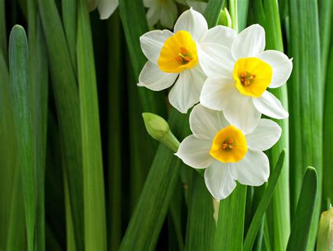 Nargis Aesthetic Blasphemy Narcissus Flower Plants Narcissus
