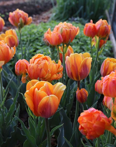 How Was Your Spring Bulb Garden Longfield Gardens