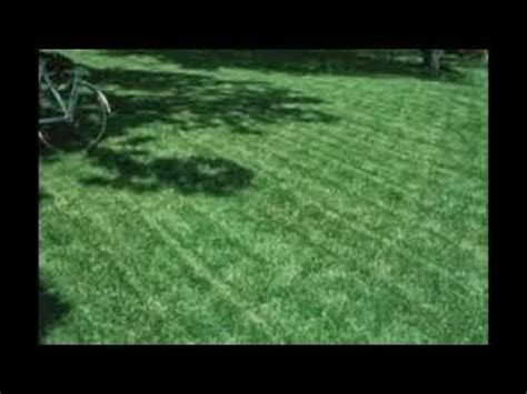 Johnsongrass is sometimes confused with shattercane grass because they are very similar in appearance when they are small. Bermuda Grass vs Crabgrass - YouTube