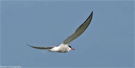 Common Tern Birdforum