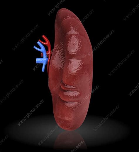 Human Spleen Artwork Stock Image F0087867 Science Photo Library